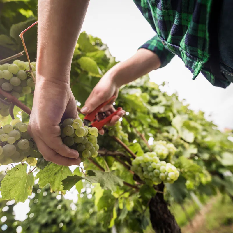 Weinbau Weingut Bretz Rheinhessen