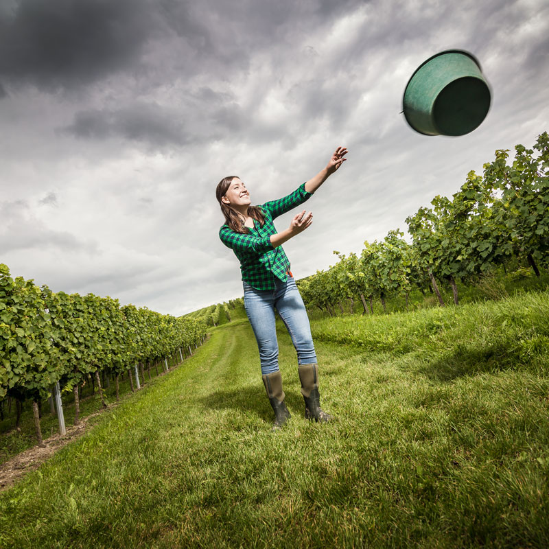Vinifikation und Weinbau im Weingut Bretz