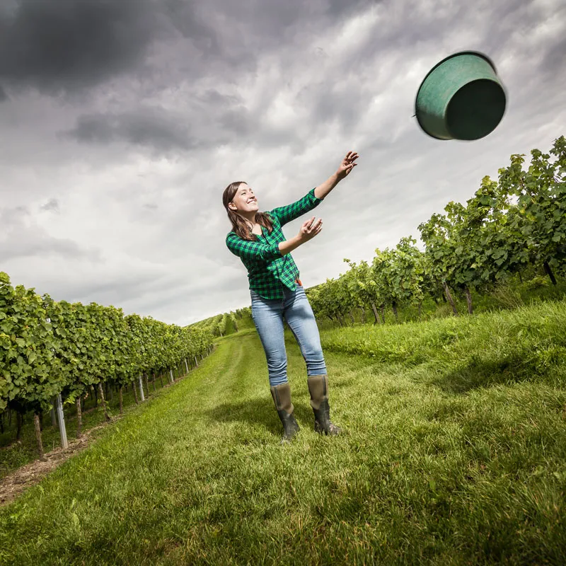 Vinifikation und Weinbau im Weingut Bretz