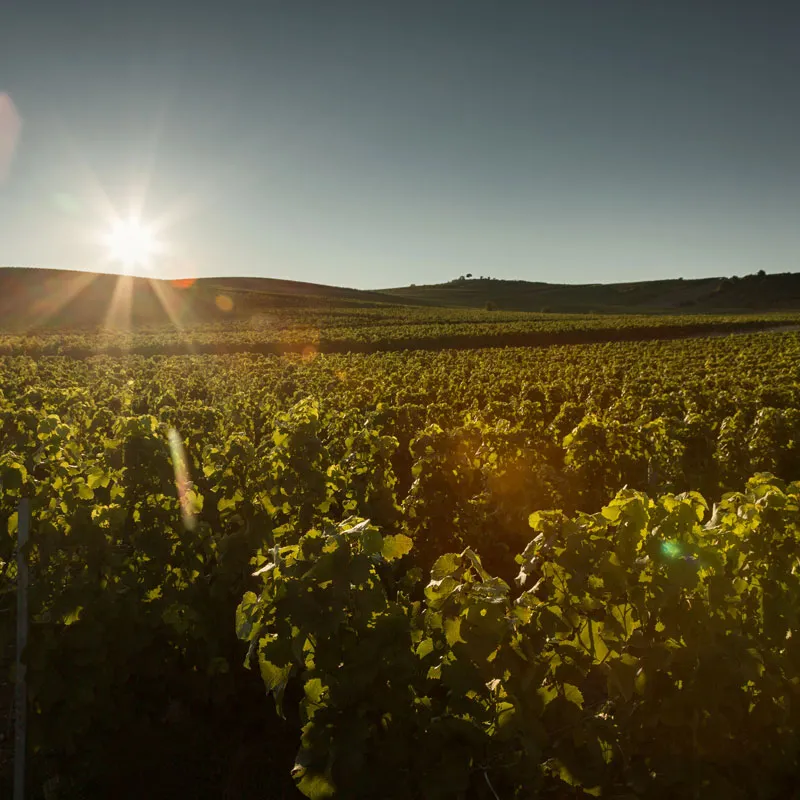 Rheinhessen Weinberge bei Bechtolsheim im Sommer